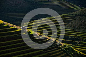 Rice fields on terraced in sunset at Mu Cang Chai, Yen Bai, Vietnam.