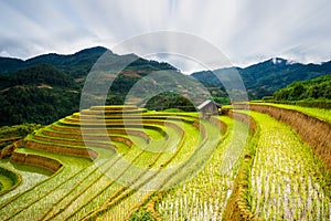 Rice fields on terraced in sunset at Mu Cang Chai, Yen Bai, Vietnam.