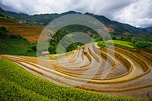 Rice fields on terraced in sunset at Mu Cang Chai, Yen Bai, Vietnam.