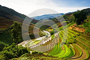 Rice fields on terraced in sunset at Mu Cang Chai, Yen Bai, Vietnam.