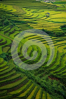 Rice fields on terraced in sunset at Mu Cang Chai, Yen Bai, Vietnam. photo