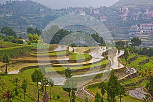 Rice fields on terraced at Wenzhou,China