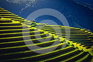 Rice fields on terraced with wooden pavilion at sunrise in Mu Cang Chai, YenBai, Vietnam photo