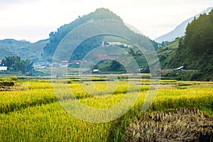 Rice fields on terraced of yellow green rice field landscape