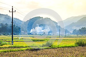 Rice fields on terraced of yellow green rice field landscape