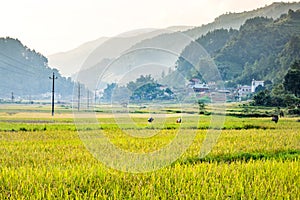 Rice fields on terraced of yellow green rice field landscape