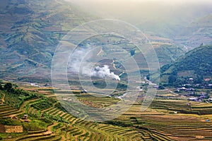 Rice fields on terraced of yellow green rice field landscape