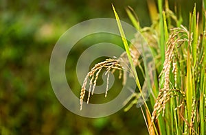 Rice fields on terraced of yellow green rice field landscape