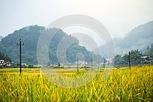 Rice fields on terraced of yellow green rice field landscape