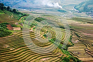 Rice fields on terraced of yellow green rice field landscape