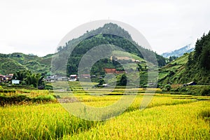 Rice fields on terraced of yellow green rice field landscape
