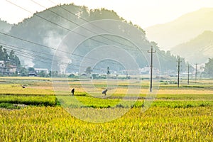 Rice fields on terraced of yellow green rice field landscape