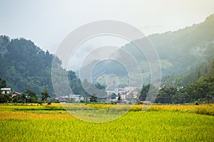 Rice fields on terraced of yellow green rice field landscape