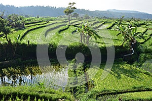 Rice Fields On Terraces