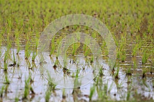 Rice fields, terraces, plantation, farm. An organic asian rice f