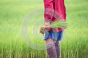 Rice fields, terraces, plantation, farm. An organic asian rice farm