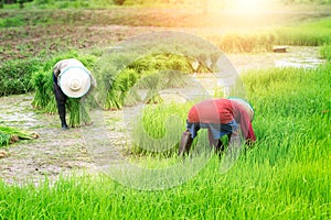 Rice fields, terraces, plantation, farm. An organic asian rice farm