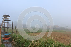 Rice fields in the Thai