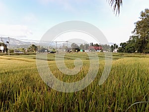 Rice fields in Thai