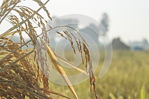 Rice fields Thai plantation farm. An organic Asian rice yellow gold in Thailand farming agriculture in the countryside