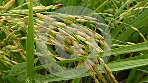 Rice fields in Thailand