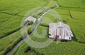 rice fields Thailand.