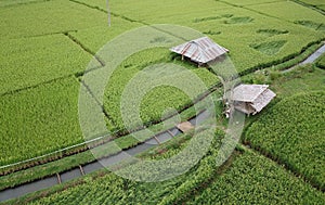 rice fields Thailand.