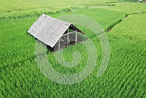 rice fields Thailand.