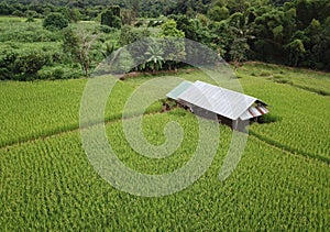 rice fields Thailand.