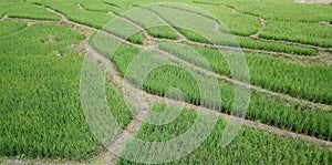 rice fields Thailand.