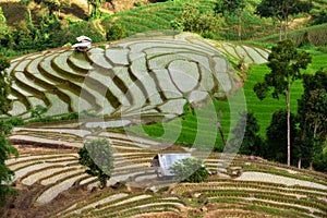 Rice fields in the Thailand.