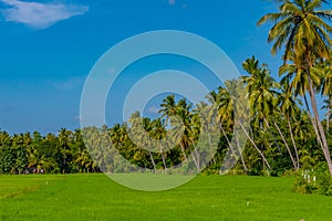 rice fields at Tissamaharama, Sri Lanka during a sunny day