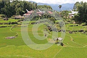 Rice fields and traditional houses in Tana Toraja, Sulewesi
