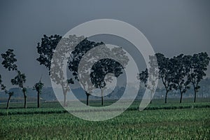 Rice fields and trees in Sukoharjo, Central Java, Indonesia