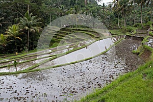 Rice fields in the tropics in Indonesia