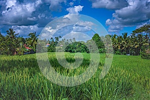 Rice fields in Ubud, Bali, Indonesia