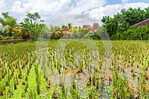 Rice fields in Ubud, Bali, Indonesia.