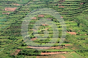 Rice Fields in Uganda, Africa