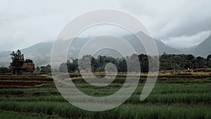 Rice Fields Under Mount Puntang, Indonesia