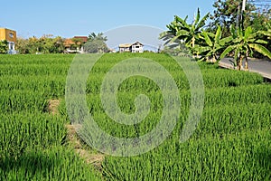 Rice fields in the urban area of Canggu, Bali