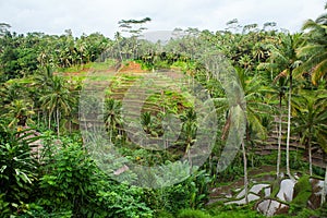 Rice fields in a valley at morning light. Bali