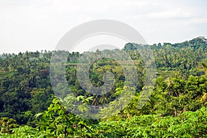 Rice fields in a valley at morning light. Bali