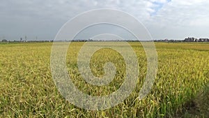 Rice fields and villages