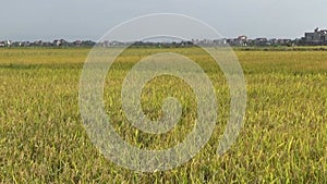 Rice fields and villages