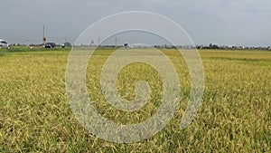 Rice fields and villages