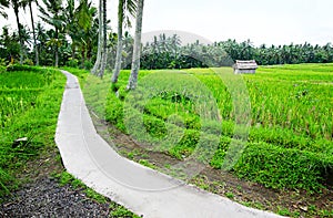 Rice fields walking path, Bali countryside view