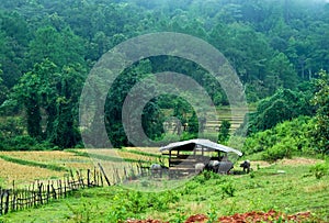 Rice fields and water buffalo