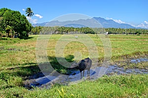 Rice fields with water buffalo