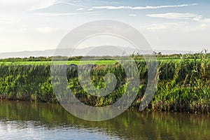 Rice fields, water channel to water in detail from Delta del Ebro, Catalonia