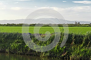 Rice fields, water channel to water in detail from Delta del Ebro, Catalonia